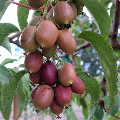 Ripe kiwifruit on a branch - Jon Car