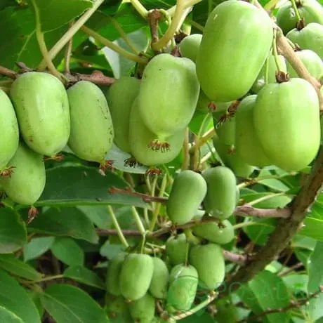 Green kiwifruit on vine - Kiev Large-Fruited Actinidia