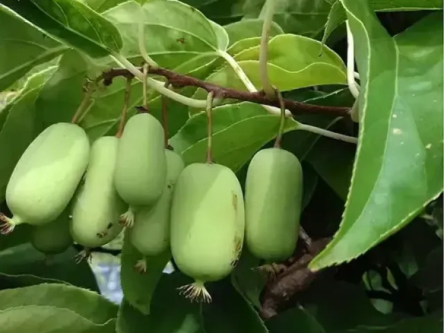 Красна Девица