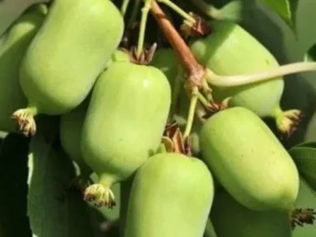 Народная