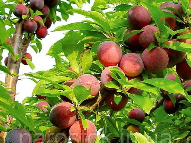 Evrika 99.1