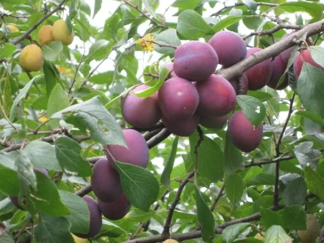 Purple Dessert