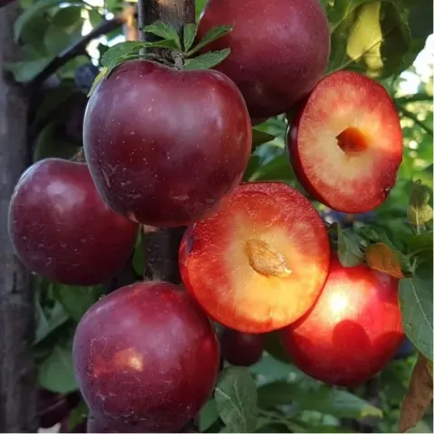 Ripe plum fruits on a branch, one cut in half - General