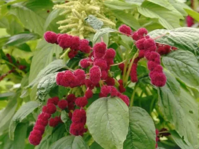 Булава