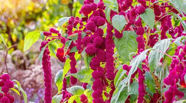 Close-up of bright pink amaranth flowers against green leaves - VLASTELIN