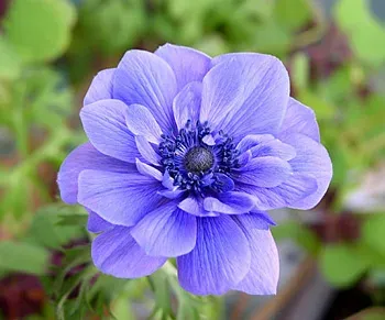 Blue anemone on green background - BLUE FLAME