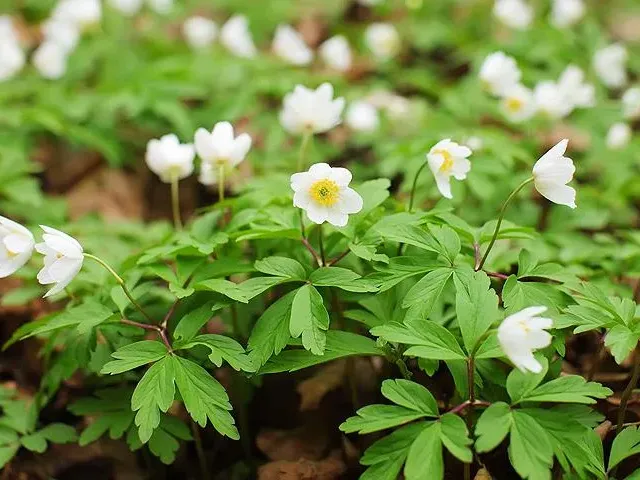 ANEMONE