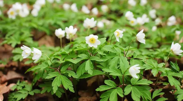 Field of anemones on forest floor