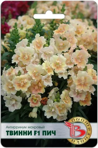 Seed packet of Antirrhinum Twinny F1 Peach with image of flowering plants - Sunrise