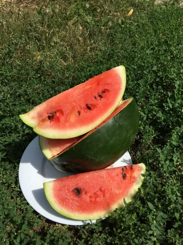 Watermelon slices on a white plate on green grass - AKMAL