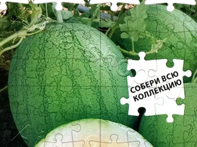 Білі Роси