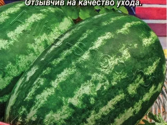HONEY BARREL MELON
