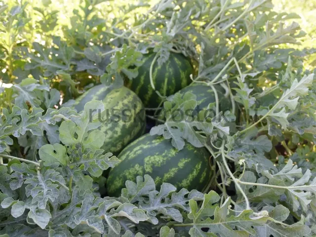 Комиссар
