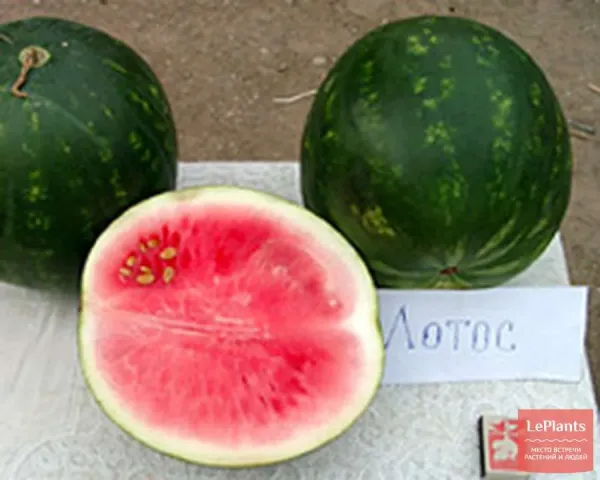 Two whole and one sliced watermelon of the Lotos variety on a white surface.