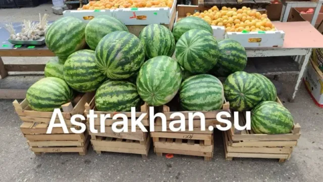 Astrakhan watermelons on wooden pallets - NEW ASTRAKHANI