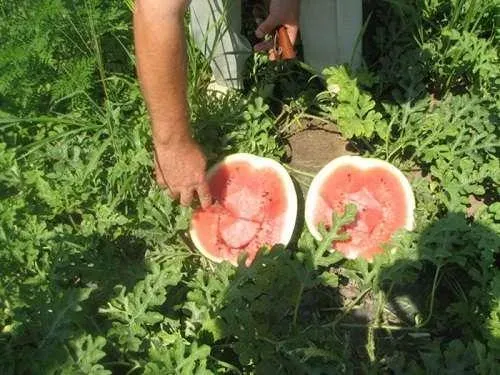 Two halves of a Viking watermelon on a background of green leaves