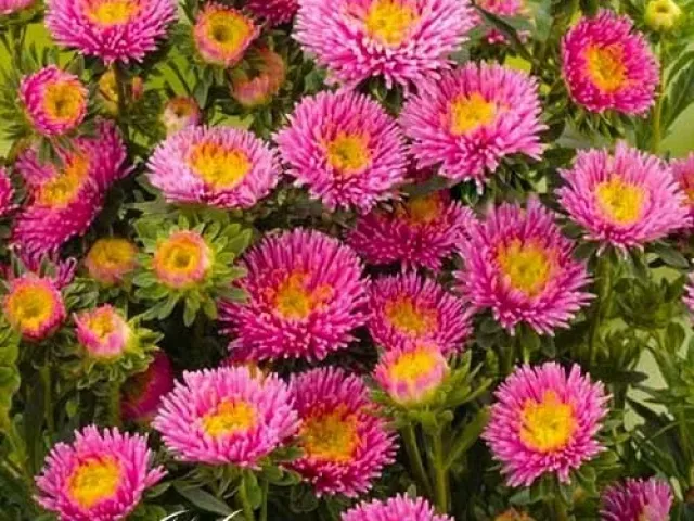 HARLEQUIN PINK