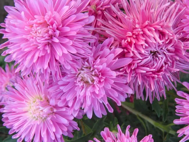GNOM PINK