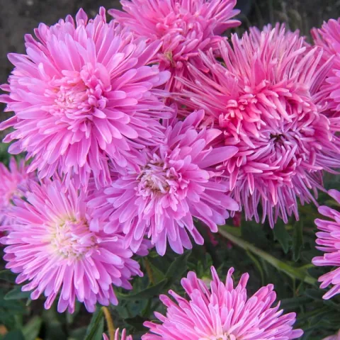 Pink asters flowers against green foliage - GNOM PINK