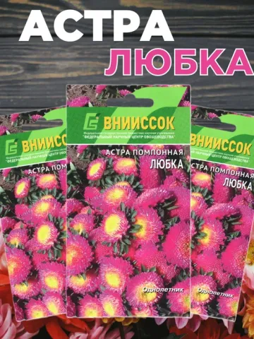 Seed packet of aster Lyubka with vivid flower illustration