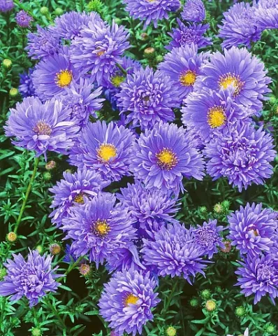 Blooming purple asters on a green background - Maria