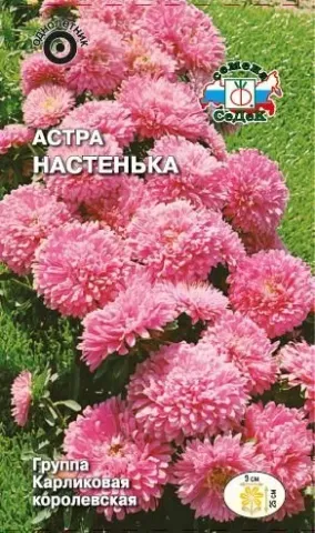 Astra Nastenka seeds on a background of blooming pink flowers.