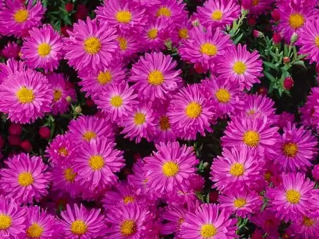 STAVROPOL ASTER