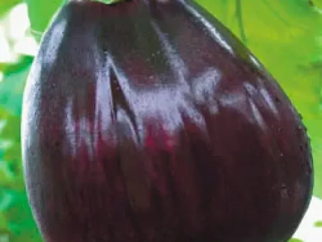 Бычье Сердце