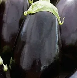 Свежий баклажан с зелёной чашечкой на тёмном фоне - БЫЧОК
