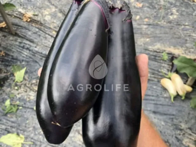 Ден