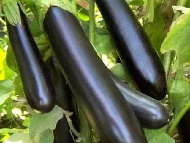 Ілья Муромець