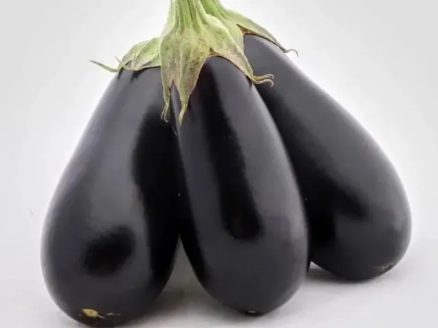 KOCHEGAR