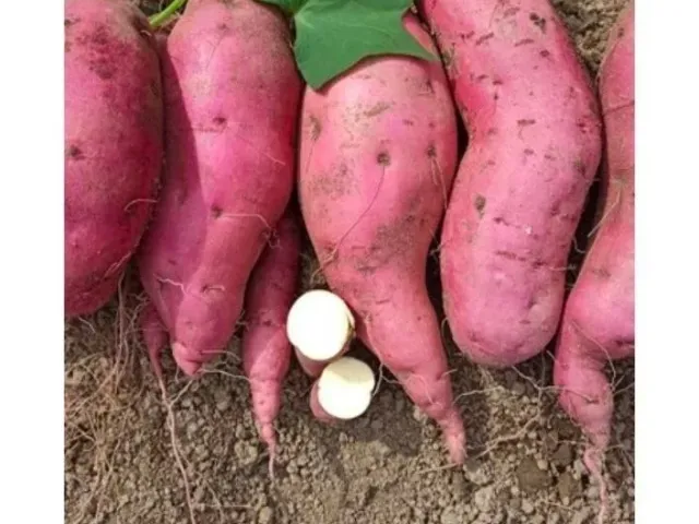 Наполеон