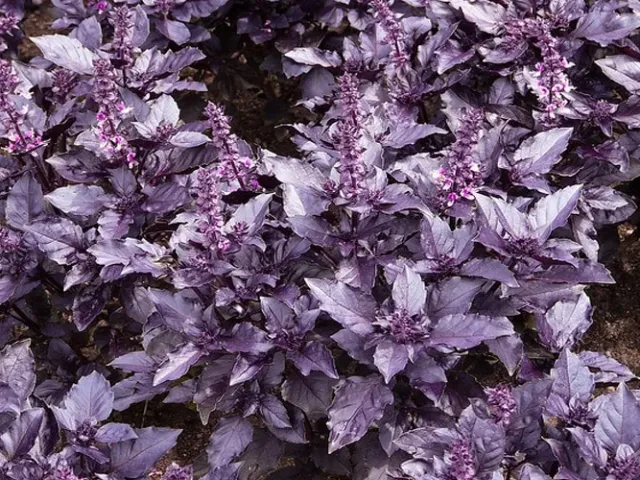EREVAN BASIL