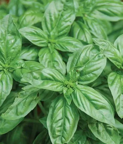 Fresh basil leaves - LIMONCELLO