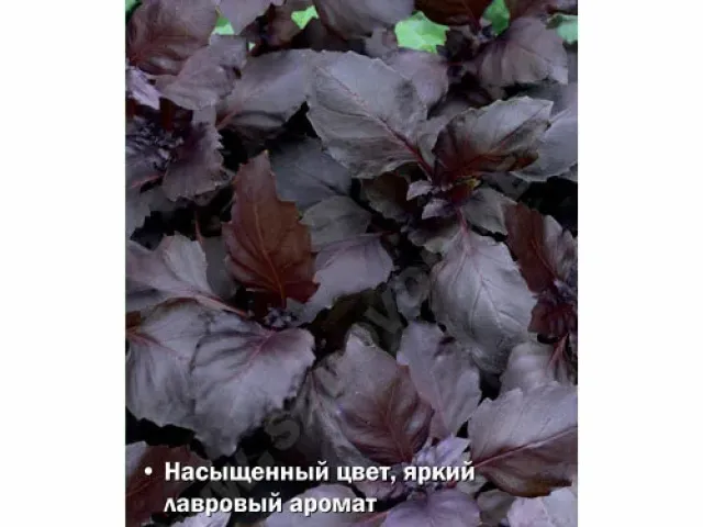 PURPLE STARS