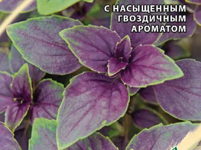 PURPLE SALUTE