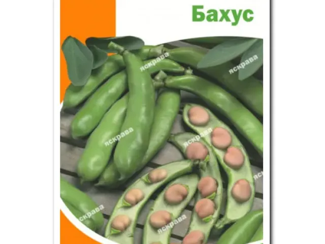 Бахус