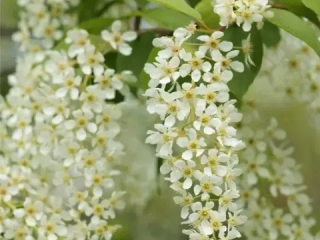 Мавра