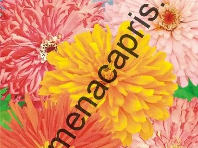 VALS CAPRIS ZINNIA
