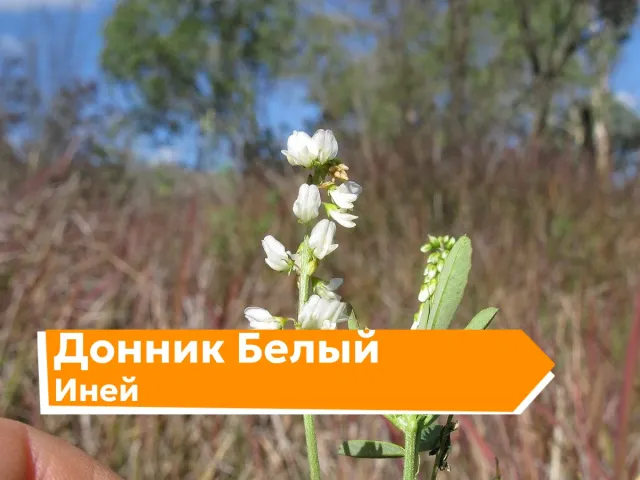 Цветущий донник белый Иней на фоне поля