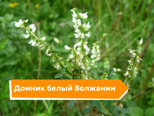 Волжанин