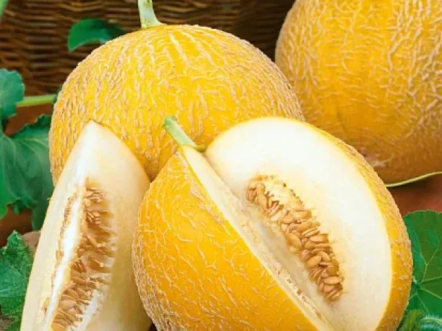 MLADA