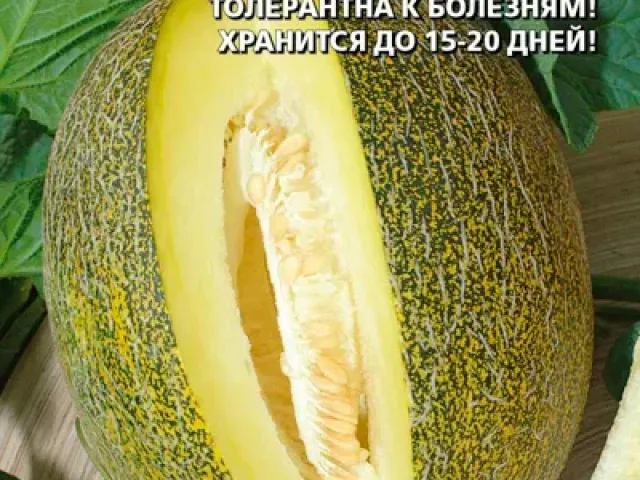 РИММА 89