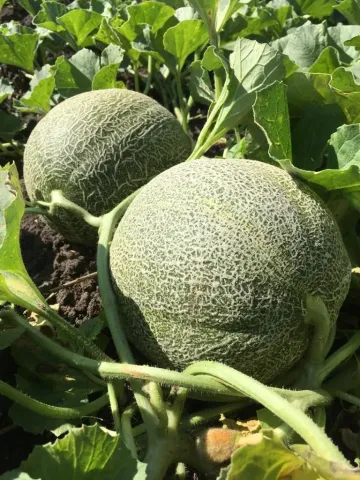 St. Stanislava melon growing in a field among green leaves.