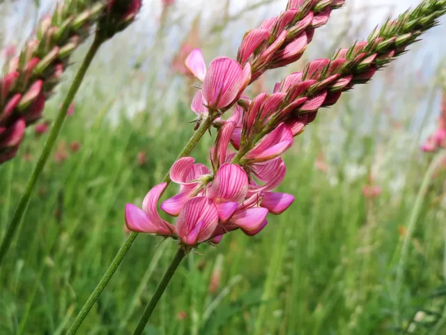 NORTHERN CAUCASIAN TWO-CUT