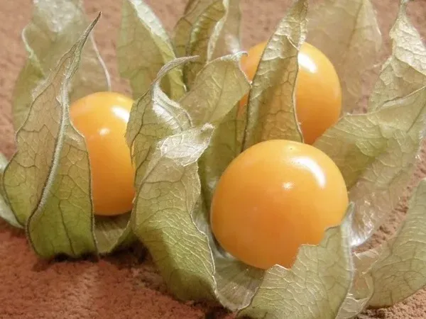 Fresh yellow physalis fruits in husk - CONFECTIONER
