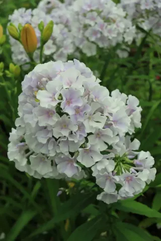 White phlox flowers in a garden - Golubka