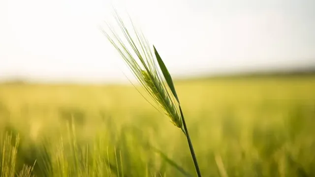 Колос зернової культури на полі, як приклад використання фунгіциду Фурил