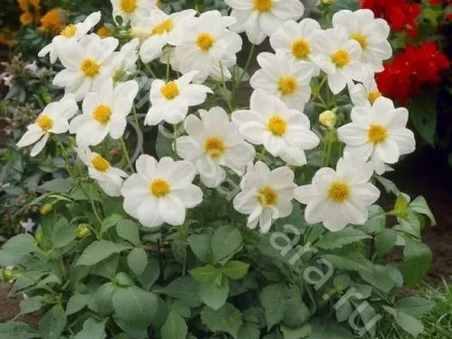 MIGNON WHITE
